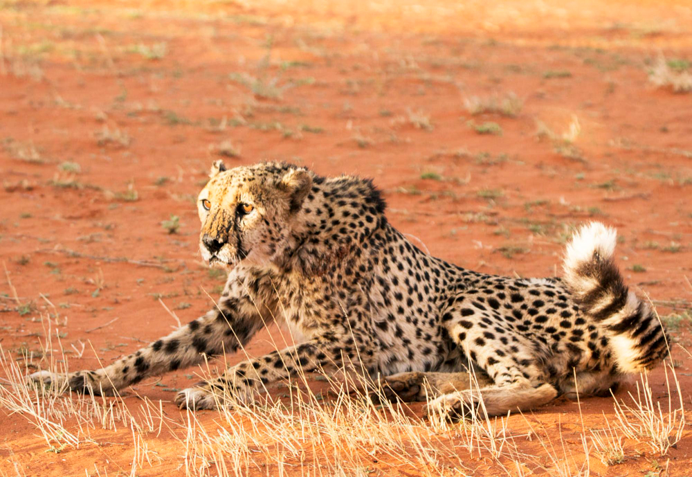 5-Day Safari (Tsavo East/West, Taita Hills, Amboseli)