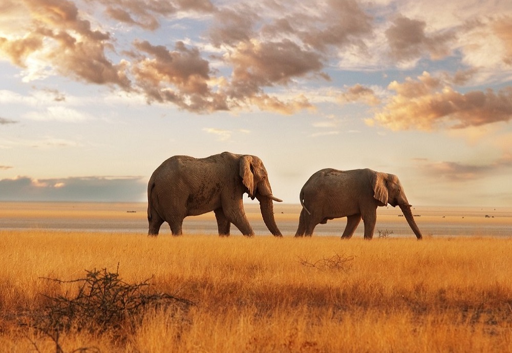 3-day / 2-night safari (Tsavo East & Taita Hills)