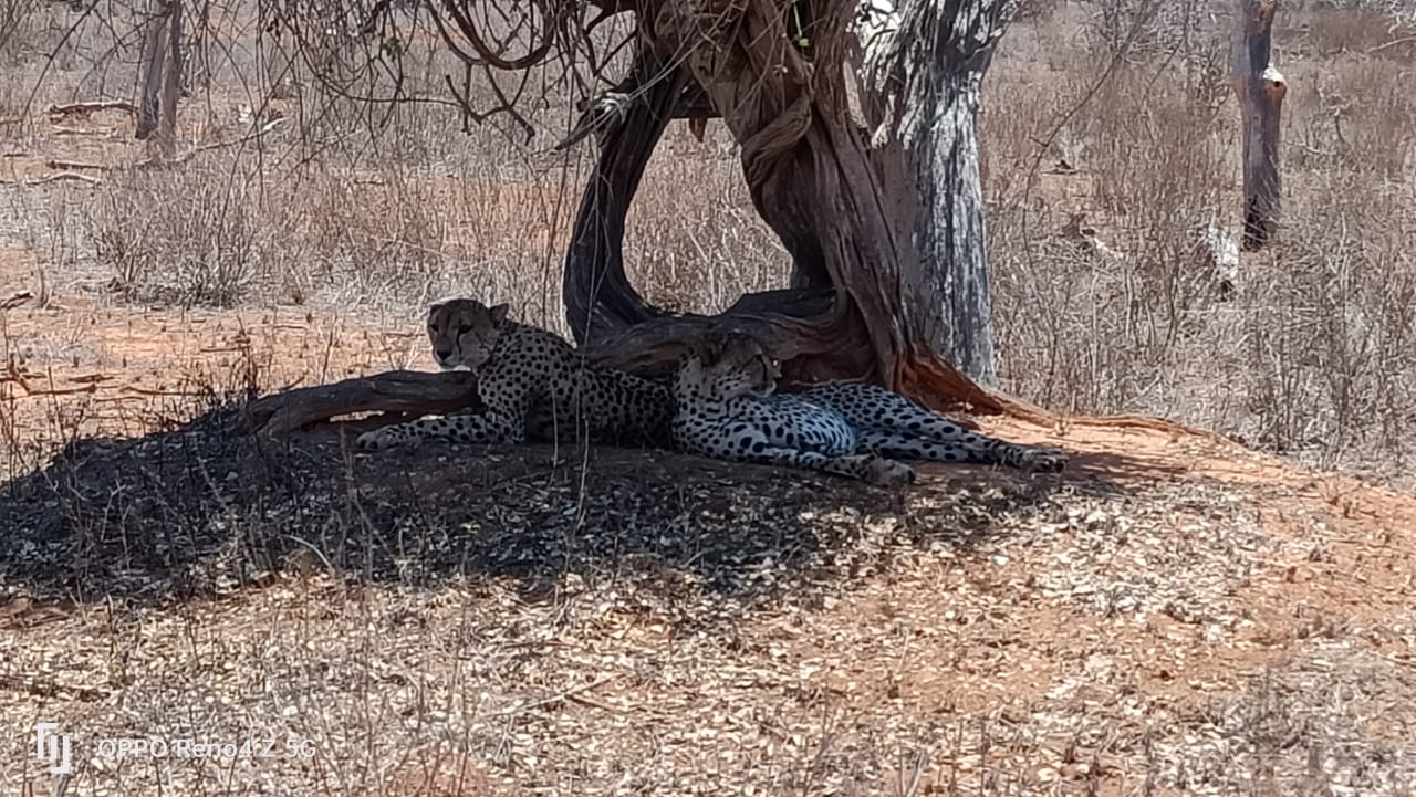 2 Days / 1 Night Safari (Tsavo East)
