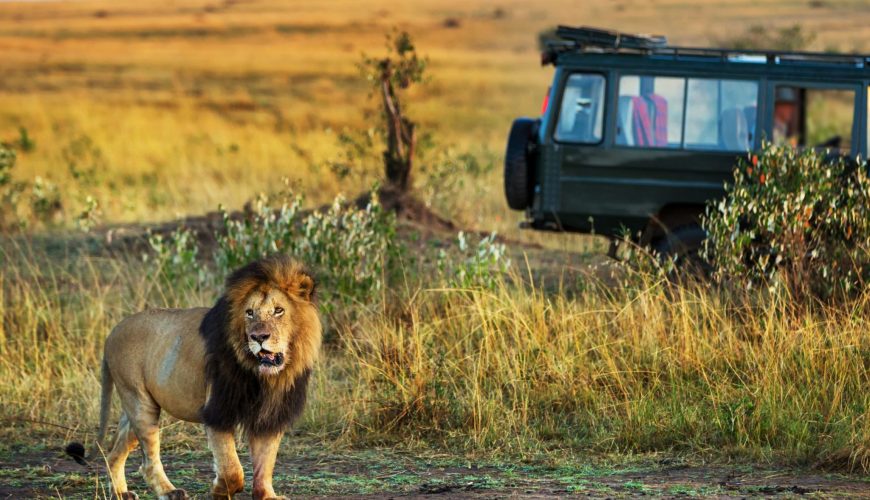 Kenya Safari: When to Go, How to Prepare, and What to Expect with Safari Horizon