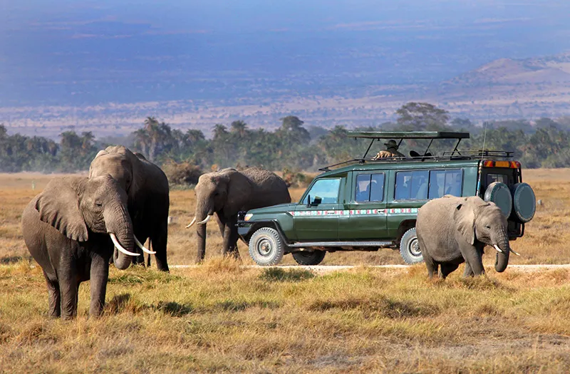 7-day safari (Masai Mara, Nakuru, Amboseli, Tsavo East/West)