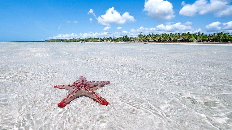 Blue Safari (Sardinia 2)